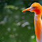 Cattle Egret in breeding plumage