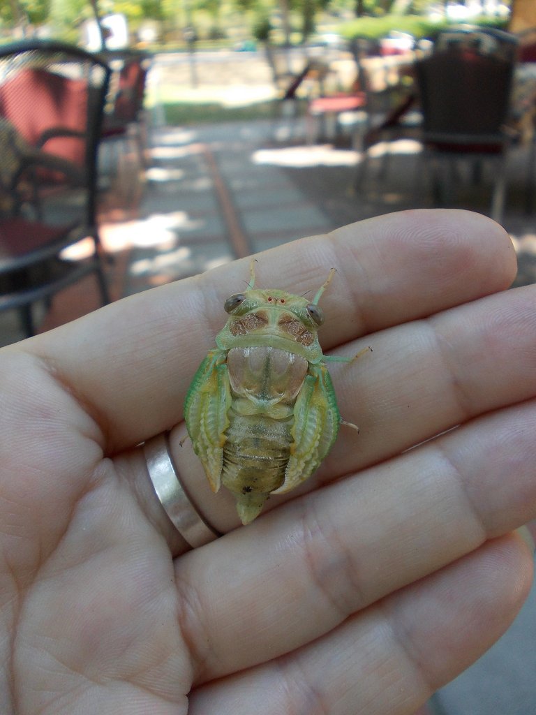 Cicada Orni nymphs