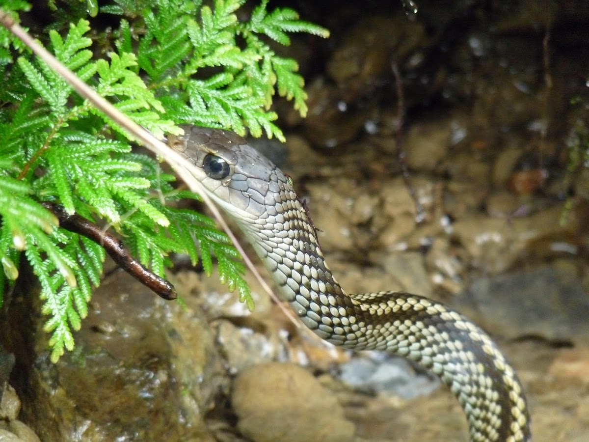 Big-eyed Rat Snake