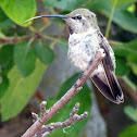 Hummingbird's Tongue