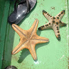 Chocholate Chip Starfish