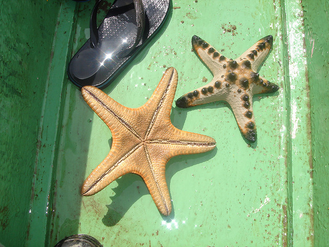 Chocholate Chip Starfish