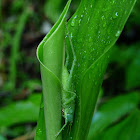 Cone-headed katydid