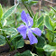 Variegated Greater Periwinkle