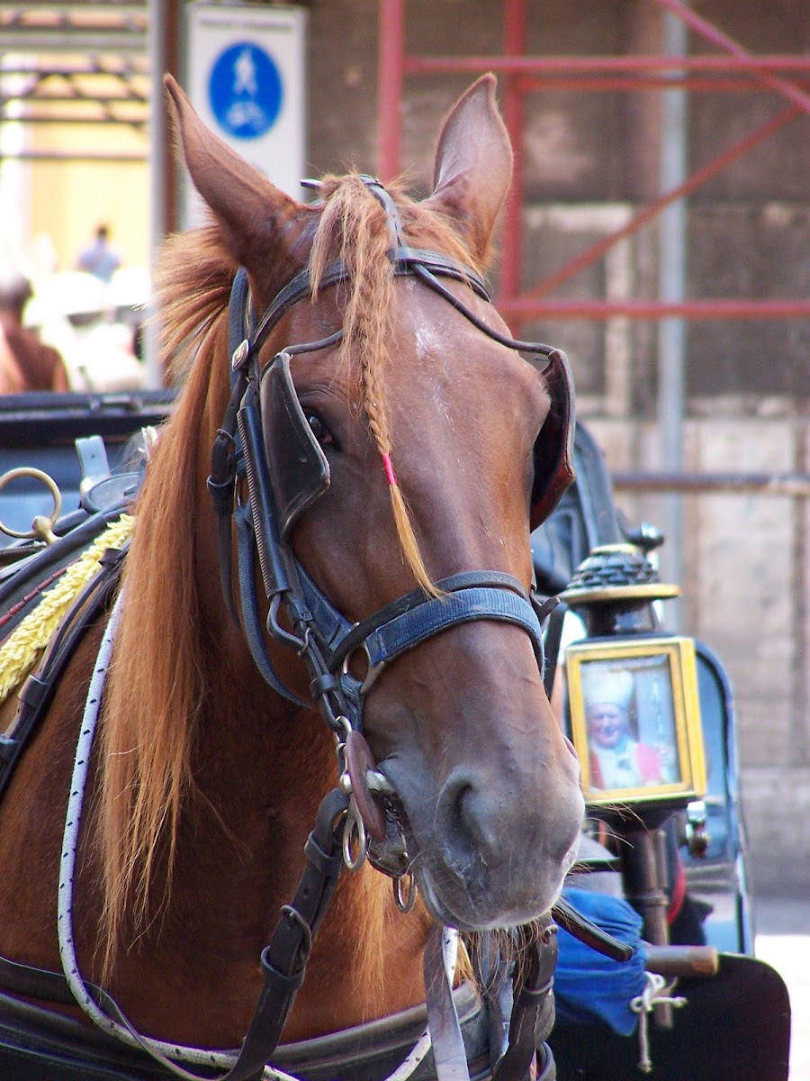 Horse (Cavallo)