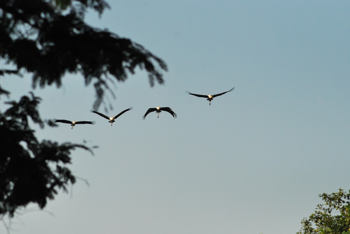 painted stork