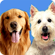 Curing Dog Separation Anxiety