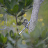 (Myrtle) Yellow-rumped Warbler - female