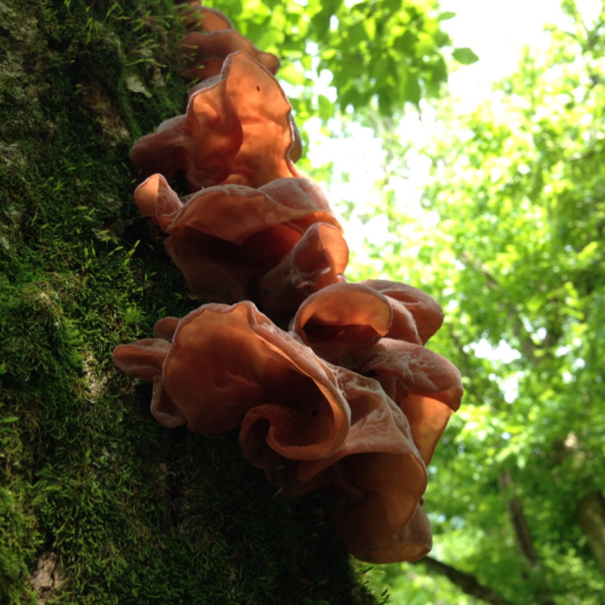 Jew's ear wood fungus Project Noah