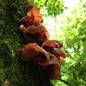 Jew's ear wood fungus