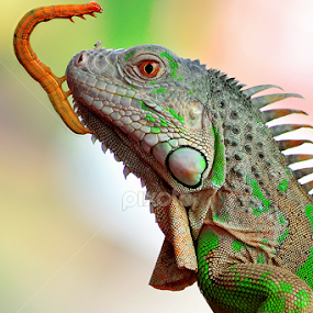 freinds#3 by Sandi Nopri yanto - Animals Reptiles