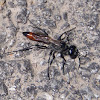 Digger wasp. Avispa excavadora