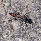 Digger wasp. Avispa excavadora