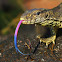 Indian Monitor lizard