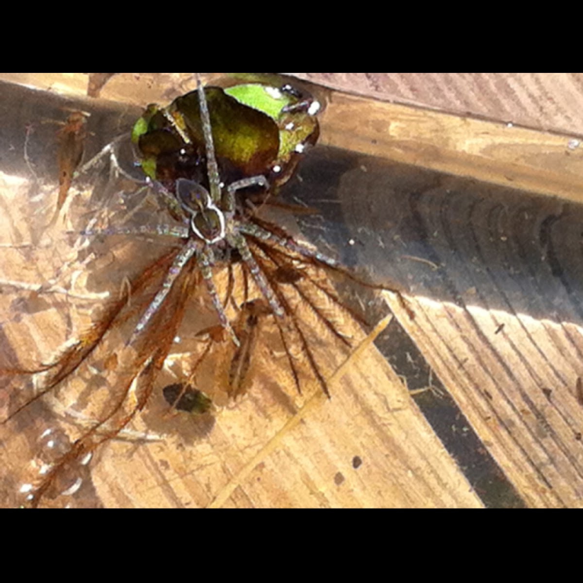 Six-spotted Fishing Spider