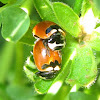 Coccinella Trifasciata Subversa Mating