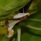 Cotton Caterpillar Moth