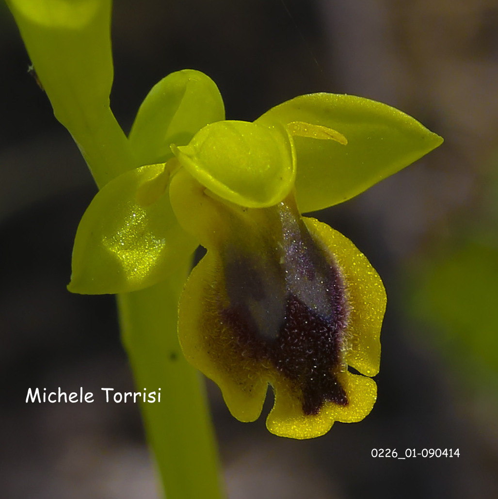 Ophrys numida Devillers-Tersch. & Devillers