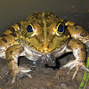 Angolan River frog