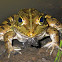 Angolan River frog