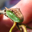 Skiff moth larva