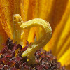 Geometer moth inchworms on sunflower