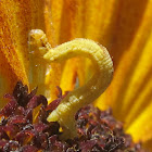 Geometer moth inchworms on sunflower