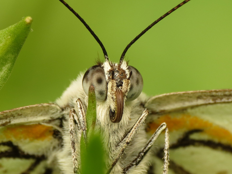 Caper White Butterfly (male)