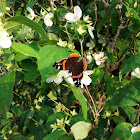 Red Admiral