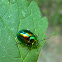 Dead-nettle Leaf Beetle