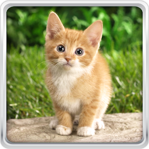 Aplikasi Anak Kucing Gambar Animasi untuk Nokia  Download 