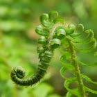 Western Sword Fern