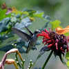 Ruby throated humming bird