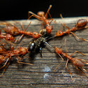 Ants..