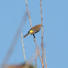 Yellow-rumped Warbler, (nonbreeding).