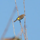 Yellow-rumped Warbler, (nonbreeding).