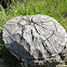 North American Beaver (signs)