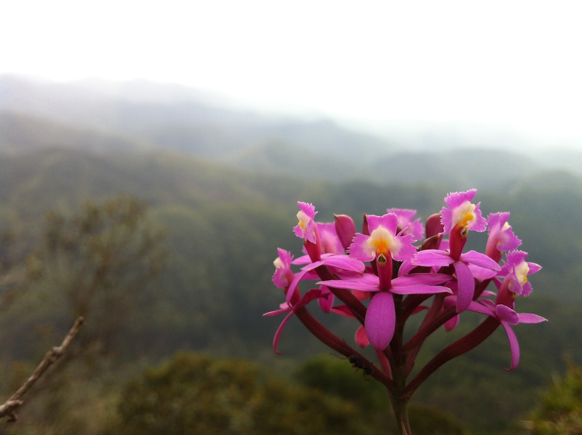Epidendrum Wild Orchid