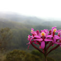 Epidendrum Wild Orchid