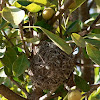 Cape White-Eye (Nest)