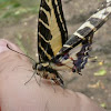 Dark Kite Swallowtail