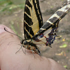 Dark Kite Swallowtail