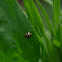 Ten-spotted ladybird