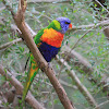 Rainbow lorikeet