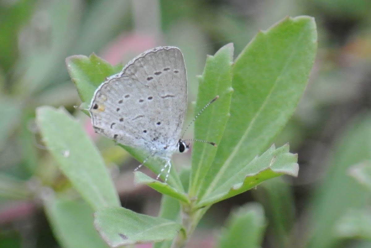 Eastern Tailed-Blue Butterfly
