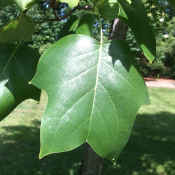 Tulip tree / Yellow poplar | Project Noah