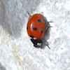 Seven Spotted Ladybug