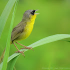 Gray-crowned yellowthroat