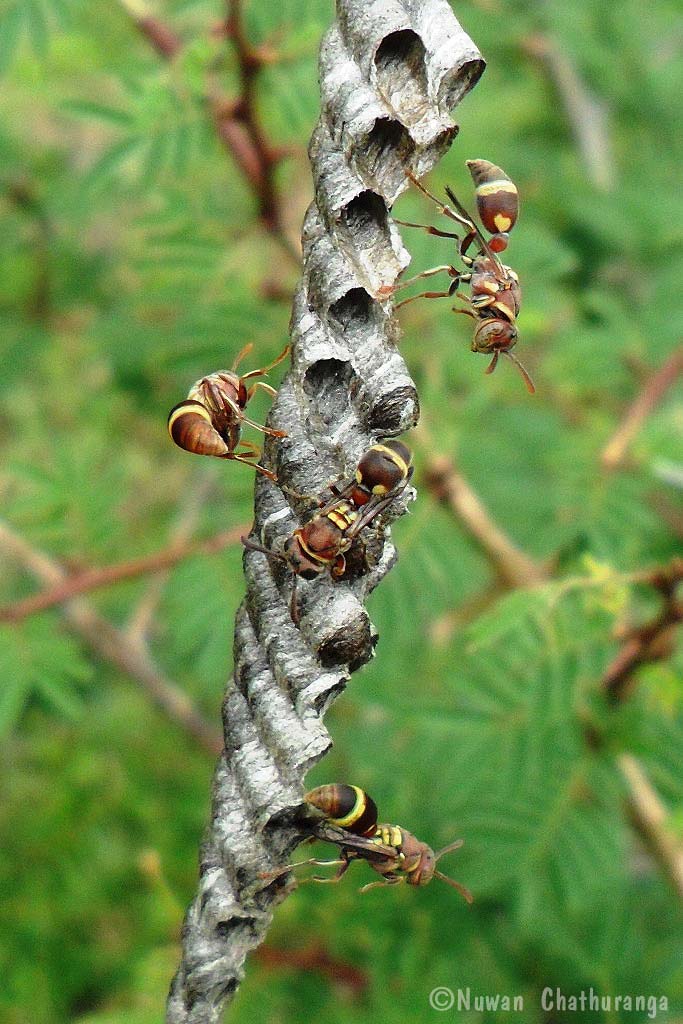 Banded Paper Wasp