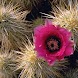 Beautiful Flowers Wallpapers